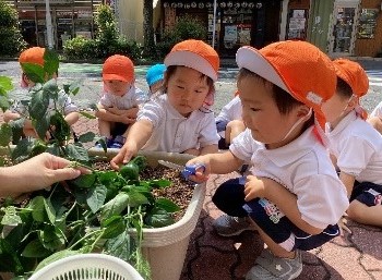 菜園活動から『ピーマンの収穫とクッキング』を行いました♡